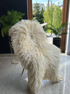 Flauschiges Schaffell Heidschnucke - Teppiche/Naturdekoration 3