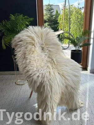 Flauschiges Schaffell Heidschnucke - Teppiche/Naturdekoration